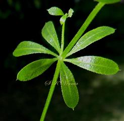 Leaves